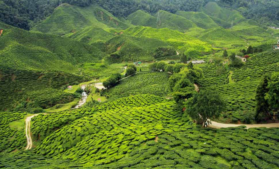 ASSAM Place Image